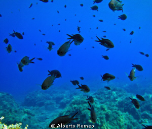 A scool of Castagnola  (Chromis chromis) very common and ... by Alberto Romeo 